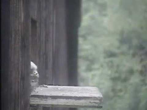 Not enough food and the chicks are very hungry