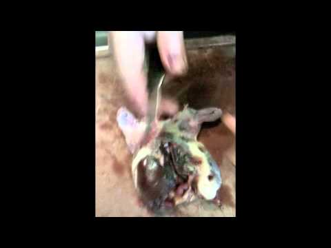 La bécasse de Zinette