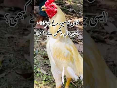 Thumbnail for White Cock Walks In Like a Boss🐓👑 #rooster #roosterfarm #hen #white #meat #forsale #beautiful #fun by Post Malone, R.E.M., Ween, Cream, SZA