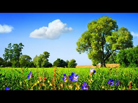 6 Hour Ambient Soundscape: British Countryside In the Summertime - Relaxing Nature Sounds