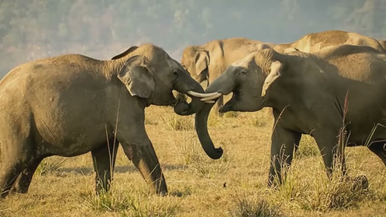 AMAZING DEHRADUN: THE CAPITAL CITY OF UTTRAKHAND