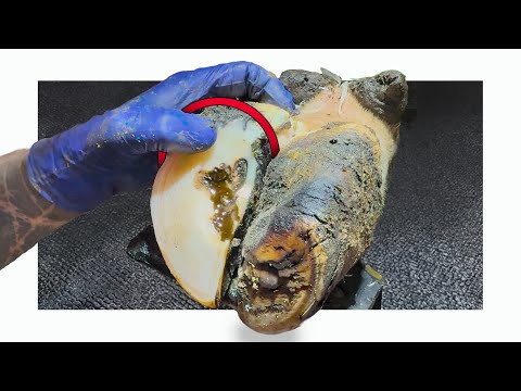 BREAKING the RULES with this DRIBBLING cow's foot