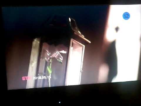 OMG Fluttershy is watching videos fake love😱😱😱