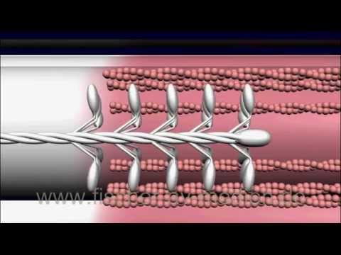 The muscle - in a nutshell - animation