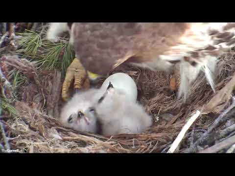 Eyas H1 and H2 Red-tailed hawks hatched 04-23-18 @Cornell Lab