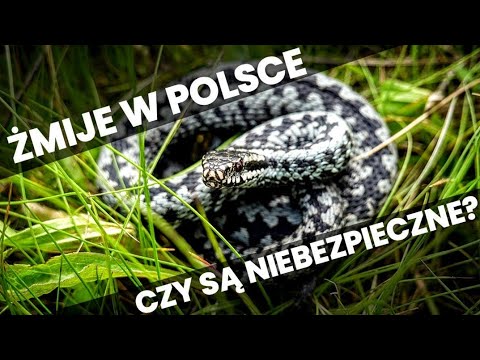 ŻMIJA ZYGZAKOWATA - Fakty i Mity