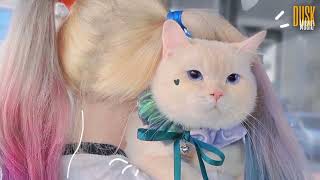 Download lagu Salting remix cute DJ Topeng Vietsub Lyric Tik Tok Song🛹 mp3 Download lagu Salting remix cute DJ Topeng Vietsub Lyric Tik Tok Song🛹 mp3