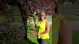 How to Remove Mistletoe from your tree
