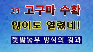 [텃밭농부. 1,243] 수평심기의 고구마 수확. 올해도 대박입니다. 고구마재배