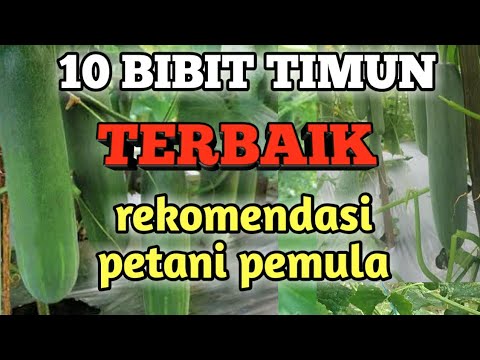 , title : '10 BIBIT TIMUN TERBAIK'