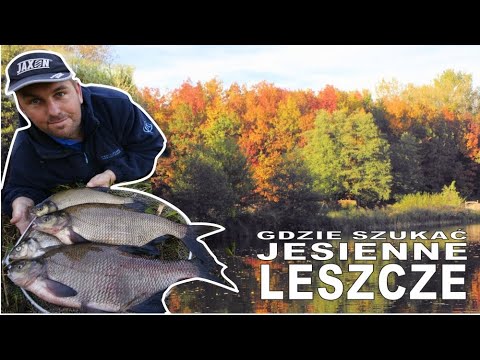 Gdzie jesienią żerują leszcze