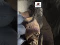 Safed musli root dispatch to Kolhapur MH 18/06/25 #agriculture #farming