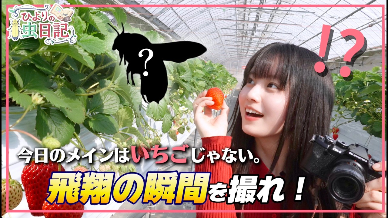 【本気の一枚】いちご園にハチを撮りに来たよ