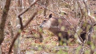 食事をするニホンカモシカ