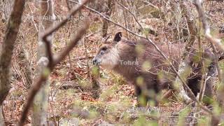 食事をするニホンカモシカ