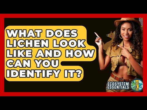 What Does Lichen Look Like And How Can You Identify It? - Ecosystem Essentials