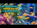 Cara Memelihara Ikan Hias Yang Benar