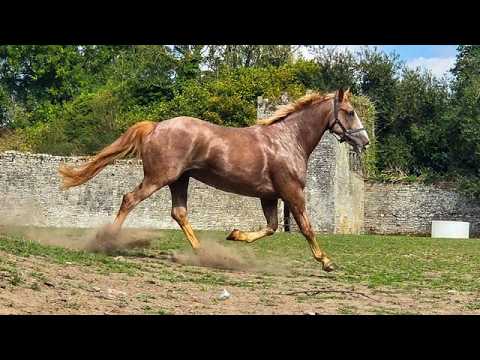 17hh Roan 5yo RID + Two 3yo RID Geldings - Image 2