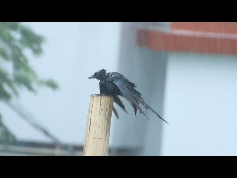 Bird Bathing in Rain