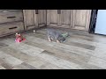 French Bulldog dogs for sale: Leo - Video 1