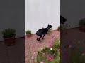 Dobermann Reav Freut Sich Auf Oma Und Opa ️