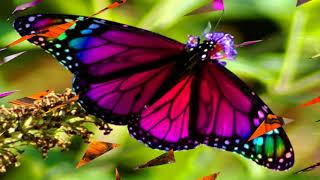 Beautiful and elegant color butterfly (HD1080p)