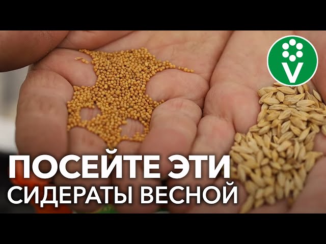 ВСЕГДА СЕЮ ЭТОТ СИДЕРАТ ВЕСНОЙ ПОД ВСЕ КУЛЬТУРЫ! В 20 РАЗ ЛУЧШЕ НАВОЗА!
