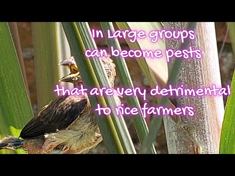 The Young Javan Munia Bird