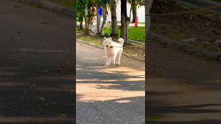 Download lagu Heli guk guk guk mp3