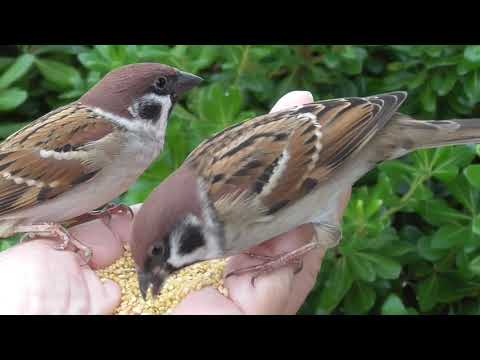 餌を貰いに来るすずめ達 20211121pm 18（天満宮 午後）