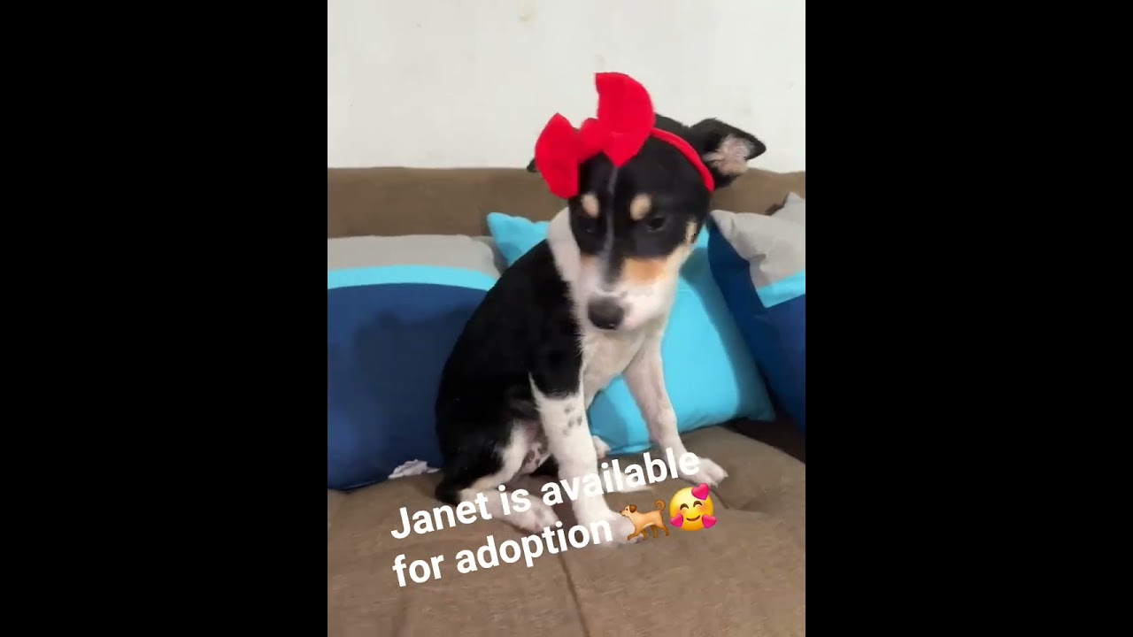 Jill, a Adoptable mixed breed in Tomball, TX video 6/6