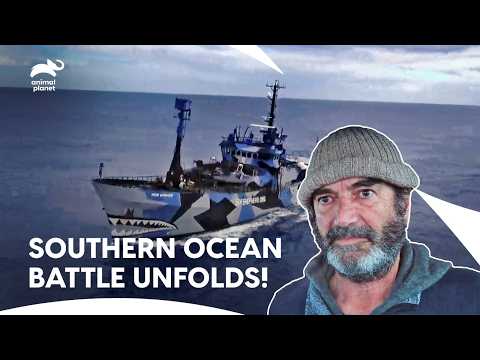 Sea Shepherd Launches Mission To Save Whale - Rettet Die Wale! | Whale Wars S6 E1 | Animal Planet