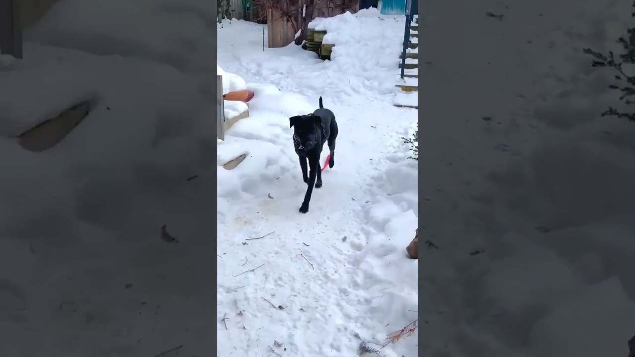 Enlarge Polly, a ADOPTABLE mixed breed in Burlington, ON video 6/6