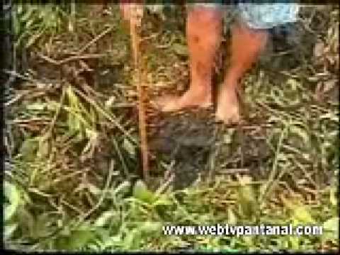 Lov na dírkách po brazilsku