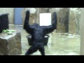 Monkey walking around very funny at Cleveland Zoo