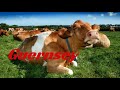 Guernsey Milk - The Natural Human Diet