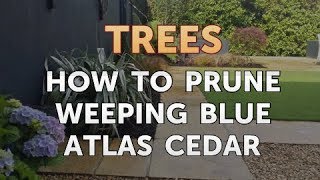 How to Prune Weeping Blue Atlas Cedar