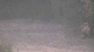 gator gott his ass beat