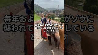 【1日1フレーズ国際ニュース英語】safe distance＝安全な距離｜インドで観光客がゾウに襲われる　#国際ニュース英語 #英語フレーズ #野生動物 #インド #ショート動画