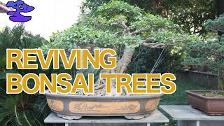 Reviving Bonsai Trees: A Scientific "Miracle"