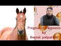 Pregnancy Test In Mare By Rectal Palpation