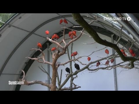 Neue Voliere für den Stralsunder Zoo