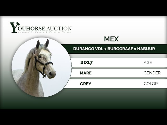 Mex under saddle jumping