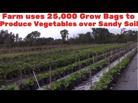 image-Can lettuce be grown in grow bags?