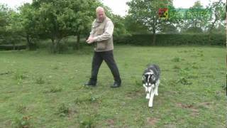 Lee Hardy - Bark Busters Dog Training Derby - Duke the Huskey Recall