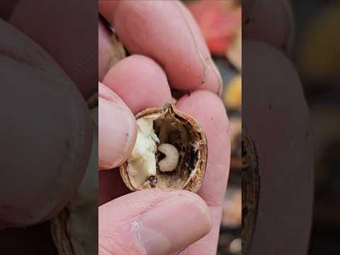 My secret trout bait