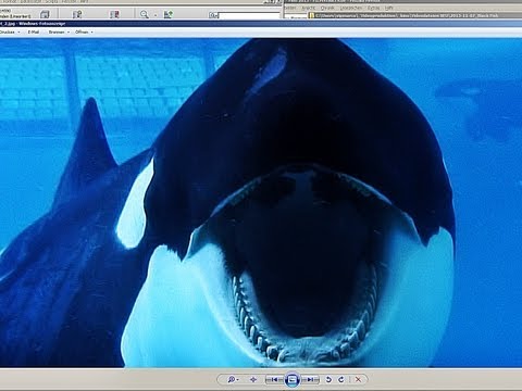download lagu mp3 mp4 Blackfish Movie4k, download lagu Blackfish Movie4k gratis, unduh video klip Blackfish Movie4k