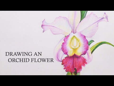 Orchid Flower Drawing in Color Pencils | Flower Drawing