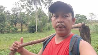 Download lagu Activities in the rice fields mp3