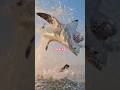 Nature S Cruel Comedy The Unfortunate Adventures Of Sea Lions In The Ocean OceanDrama Shorts Pet